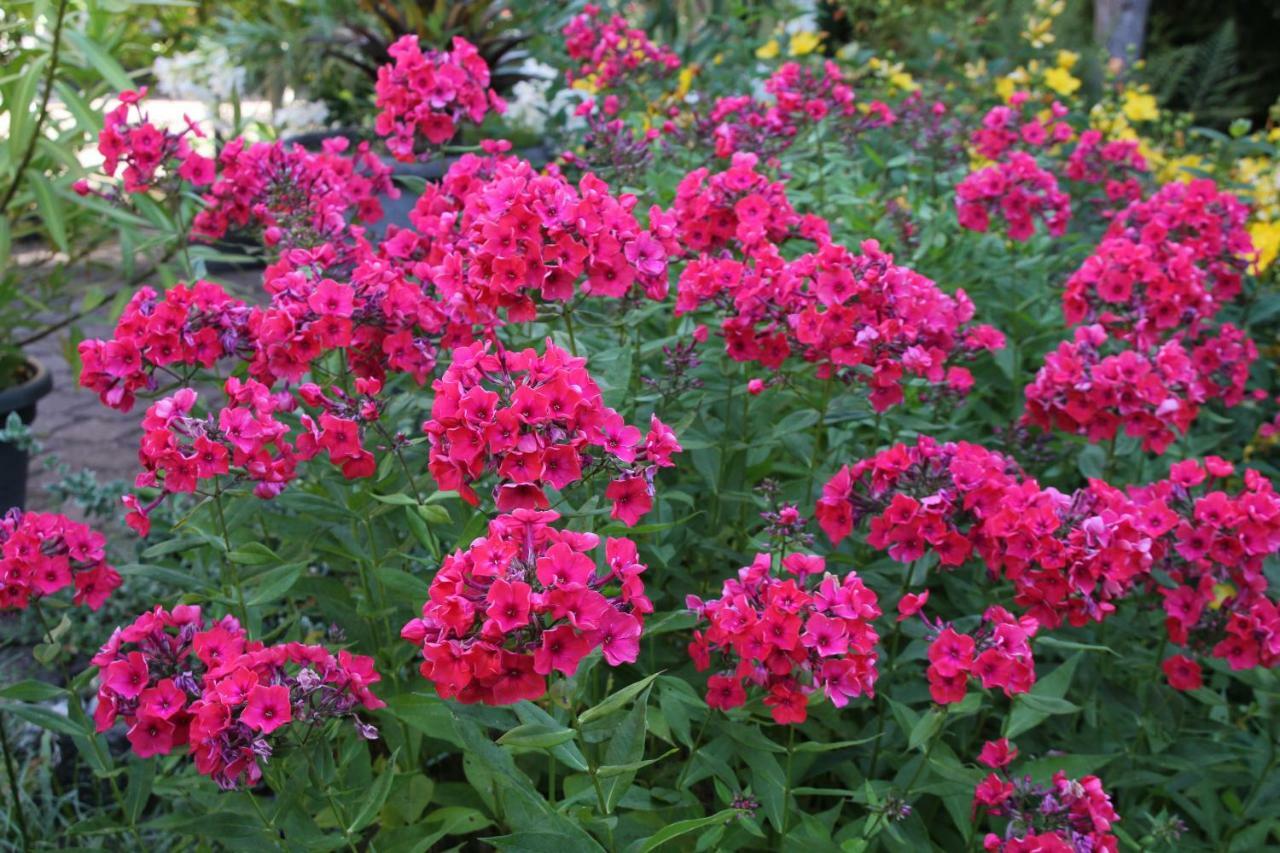 Fewo - Wohlfuehlambiente & Gartenparadies Modautal Eksteriør bilde